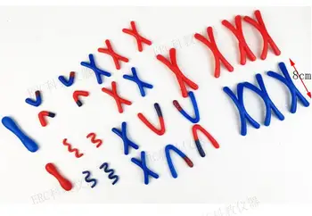 Модель мейоза животных и растительных клеток для преподавания биологии в средней школе учебное оборудование учебные пособия хромосома X